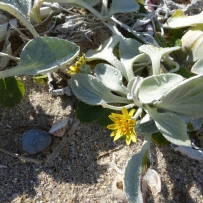 Arctotheca populifolia (Beach Daisy) at Beecroft Peninsula, NSW - 16 May 2024 by Paul4K