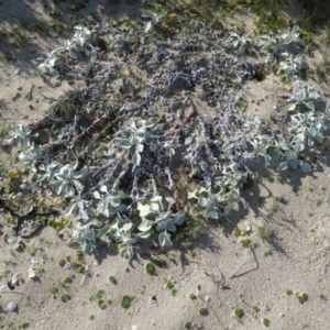 Arctotheca populifolia at Jervis Bay Marine Park - 17 May 2024