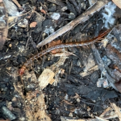 Chilopoda (class) at Casey, ACT - 18 May 2024 04:28 PM