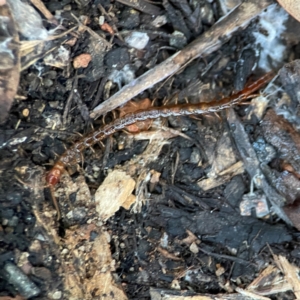 Chilopoda (class) at Casey, ACT - 18 May 2024