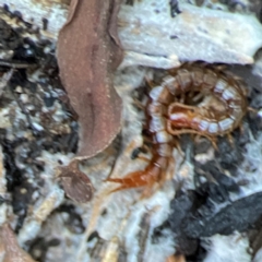 Chilopoda (class) at Casey, ACT - 18 May 2024