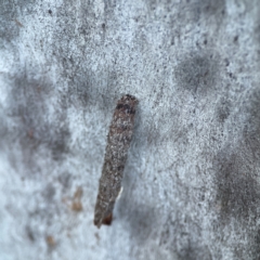 Psychidae (family) IMMATURE (Unidentified case moth or bagworm) at Casey, ACT - 18 May 2024 by Hejor1