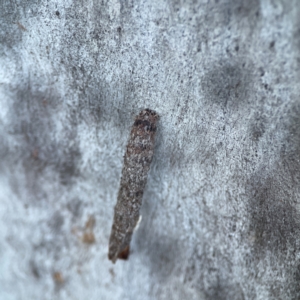 Psychidae (family) IMMATURE at Casey, ACT - 18 May 2024