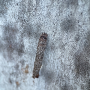 Psychidae (family) IMMATURE (Unidentified case moth or bagworm) at Casey, ACT by Hejor1