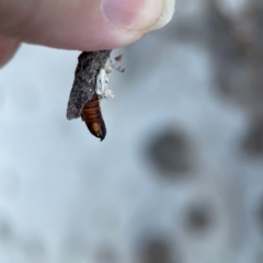 Psychidae (family) IMMATURE at Casey, ACT - 18 May 2024