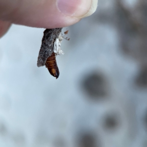 Psychidae (family) IMMATURE at Casey, ACT - 18 May 2024