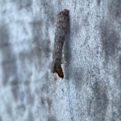 Psychidae (family) IMMATURE at Casey, ACT - 18 May 2024