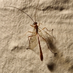 Dicamptus fuscicornis (Ichneumon wasp) at Goulburn, NSW - 17 May 2024 by trevorpreston