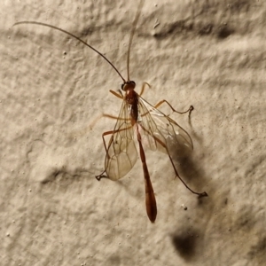 Unidentified Wasp (Hymenoptera, Apocrita) at suppressed by trevorpreston