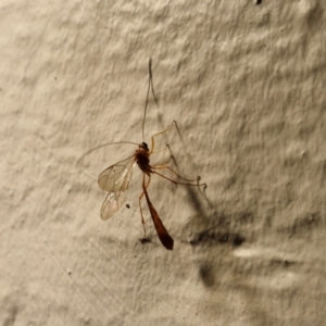 Dicamptus fuscicornis at Goulburn, NSW - 17 May 2024 06:03 PM