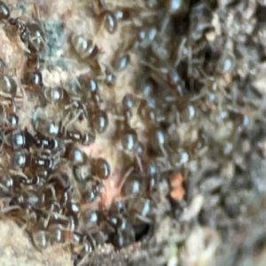 Formicidae (family) at Casey, ACT - 18 May 2024