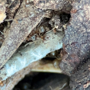 Formicidae (family) at Casey, ACT - 18 May 2024 04:38 PM