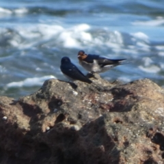 Hirundo neoxena (Welcome Swallow) at Jervis Bay Marine Park - 17 May 2024 by Paul4K