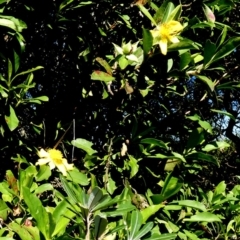 Hibbertia scandens (Climbing Guinea Flower) at Beecroft Peninsula, NSW - 17 May 2024 by Paul4K