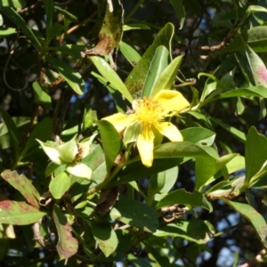 Hibbertia scandens at Beecroft Peninsula, NSW - 17 May 2024 10:06 AM