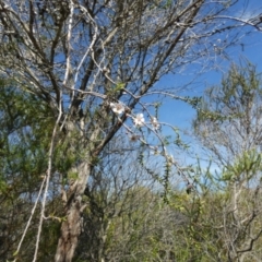 Leptospermum sp. (Tea Tree) at Beecroft Peninsula, NSW - 17 May 2024 by Paul4K