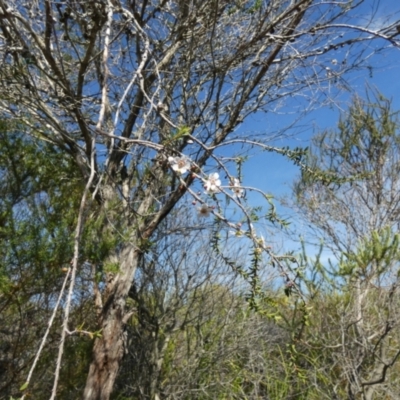 Leptospermum (genus) (Tea Tree) at Beecroft Peninsula, NSW - 17 May 2024 by Paul4K