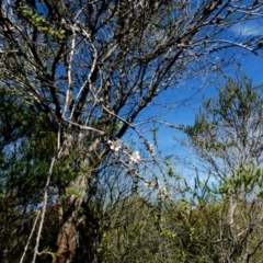 Leptospermum sp. at Beecroft Peninsula, NSW - 17 May 2024 10:16 AM