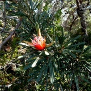 Lambertia formosa at Beecroft Peninsula, NSW - 17 May 2024