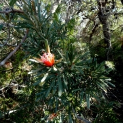 Lambertia formosa at Beecroft Peninsula, NSW - 17 May 2024