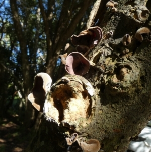 Auricularia cornea at Currarong - Abrahams Bosom Beach - 17 May 2024