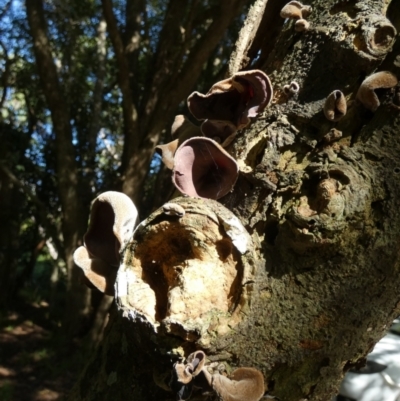 Auricularia cornea (Auricularia cornea) at Currarong - Abrahams Bosom Beach - 17 May 2024 by Paul4K