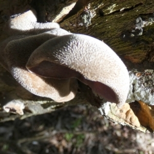 Auricularia cornea at Currarong - Abrahams Bosom Beach - 17 May 2024