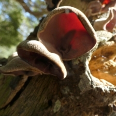 Auricularia cornea at Currarong - Abrahams Bosom Beach - 17 May 2024 10:35 AM