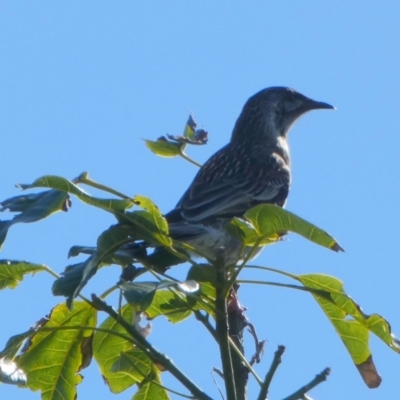 Anthochaera carunculata (Red Wattlebird) at Currarong, NSW - 17 May 2024 by Paul4K