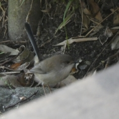 Malurus cyaneus (Superb Fairywren) at Jervis Bay Marine Park - 17 May 2024 by Paul4K