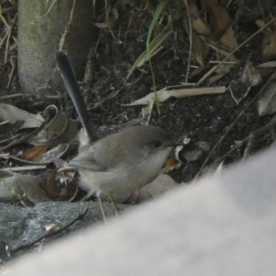 Malurus cyaneus (Superb Fairywren) at Jervis Bay Marine Park - 17 May 2024 by Paul4K