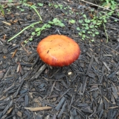 Leratiomyces ceres (Red Woodchip Fungus) at Currarong, NSW - 16 May 2024 by Paul4K