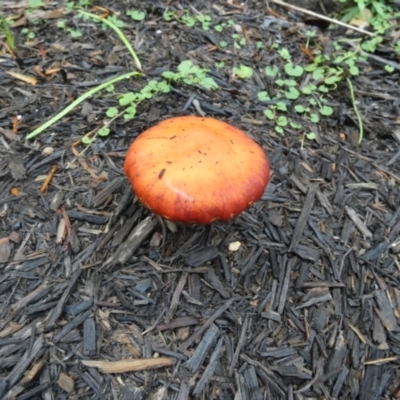 Leratiomyces ceres (Red Woodchip Fungus) at Currarong, NSW - 16 May 2024 by Paul4K