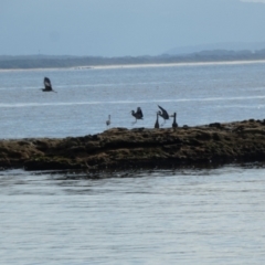 Egretta novaehollandiae (White-faced Heron) at Currarong, NSW - 16 May 2024 by Paul4K