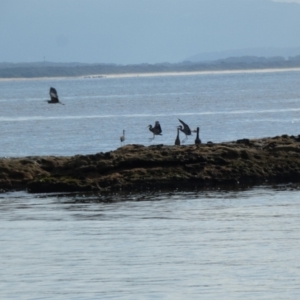 Egretta novaehollandiae at Jervis Bay Marine Park - 16 May 2024 11:59 AM