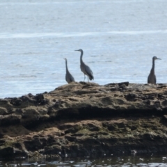 Egretta novaehollandiae at Jervis Bay Marine Park - 16 May 2024 11:59 AM