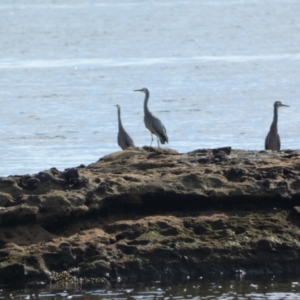 Egretta novaehollandiae at Jervis Bay Marine Park - 16 May 2024 11:59 AM