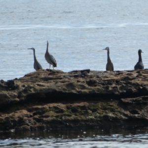 Egretta novaehollandiae at Jervis Bay Marine Park - 16 May 2024 11:59 AM