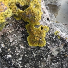 Unidentified Lichen, Moss or other Bryophyte at Currarong, NSW - 16 May 2024 by Paul4K