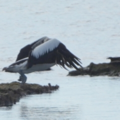 Pelecanus conspicillatus (Australian Pelican) at Currarong, NSW - 16 May 2024 by Paul4K