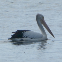 Pelecanus conspicillatus at Jervis Bay Marine Park - 16 May 2024