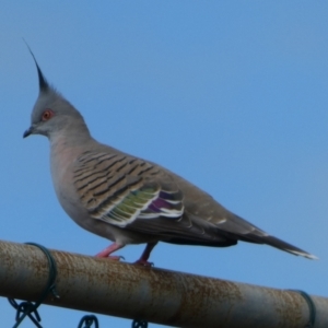 Ocyphaps lophotes at Currarong, NSW - 16 May 2024