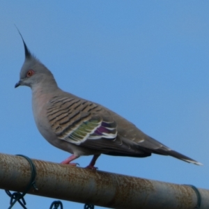 Ocyphaps lophotes (Crested Pigeon) at Currarong, NSW by Paul4K