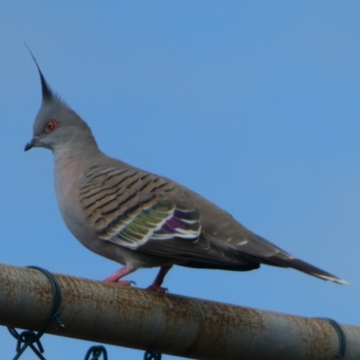 Ocyphaps lophotes (Crested Pigeon) at Currarong, NSW - 16 May 2024 by Paul4K