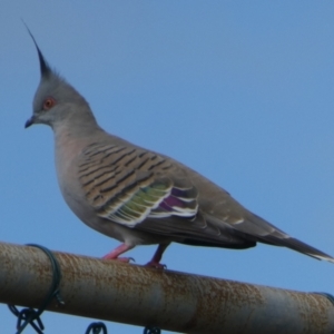 Ocyphaps lophotes at Currarong, NSW - 16 May 2024