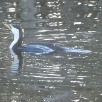 Microcarbo melanoleucos (Little Pied Cormorant) at Currarong, NSW - 16 May 2024 by Paul4K