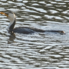 Microcarbo melanoleucos at Jervis Bay Marine Park - 16 May 2024 03:24 PM