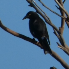 Strepera graculina (Pied Currawong) at Currarong, NSW - 15 May 2024 by Paul4K