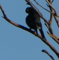 Strepera graculina at Currarong, NSW - 15 May 2024