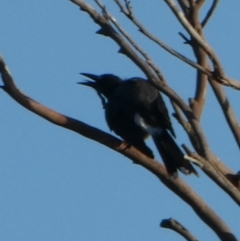 Strepera graculina at Currarong, NSW - 15 May 2024